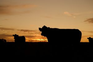 USDA Outlines Procedures For Farmers and Ranchers Affected by Harvey